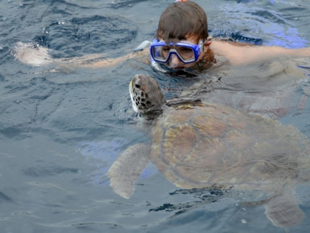 Inmersiones con tortugas